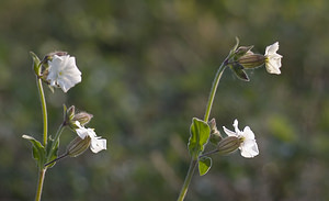 Silene latifolia (Caryophyllaceae)  - Silène à feuilles larges, Silène à larges feuilles, Compagnon blanc - White Campion Herault [France] 21/04/2007 - 150m