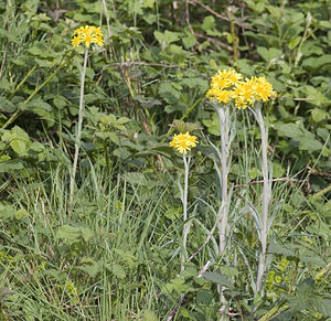 Tephroseris helenitis (Asteraceae)  - Séneçon spatulé Aveyron [France] 27/04/2007 - 550m