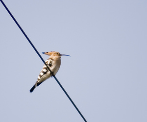 Upupa epops (Upupidae)  - Huppe fasciée - Hoopoe Aude [France] 21/04/2007