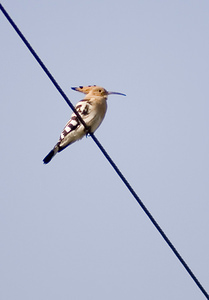 Upupa epops (Upupidae)  - Huppe fasciée - Hoopoe Aude [France] 21/04/2007 - 10m