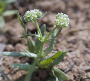 Valerianella discoidea (Caprifoliaceae)  - Valérianelle discoïde, Mâche discoide, Mâche à disque Aude [France] 20/04/2007 - 30m