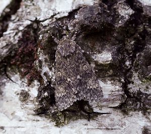 Acronicta auricoma (Noctuidae)  - Chevelure dorée - Scarce Dagger Meuse [France] 07/05/2007 - 150m