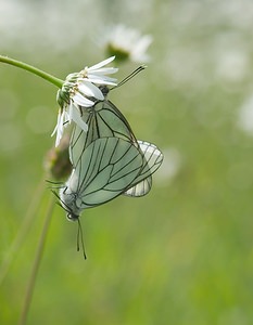 Aporia crataegi (Pieridae)  - Gazé Ardennes [France] 18/05/2007 - 160m