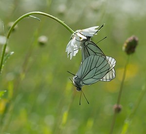 Aporia crataegi (Pieridae)  - Gazé Ardennes [France] 18/05/2007 - 160m