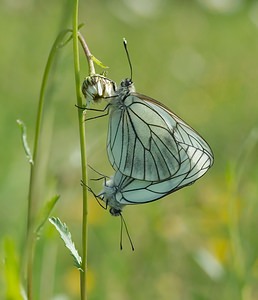 Aporia crataegi (Pieridae)  - Gazé Ardennes [France] 18/05/2007 - 160m