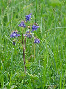 Aquilegia vulgaris (Ranunculaceae)  - Ancolie commune, Ancolie vulgaire, Clochette - Columbine Neufchateau [Belgique] 19/05/2007 - 250m