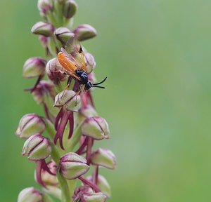 Arge melanochra (Argidae)  Ardennes [France] 17/05/2007 - 140msur Orchis anthropophora