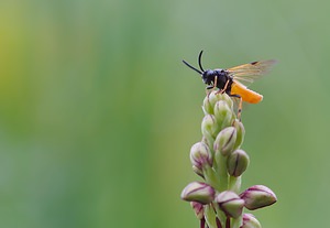 Arge melanochra (Argidae)  Ardennes [France] 17/05/2007 - 140msur Orchis anthropophora