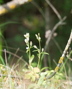 Cephalanthera damasonium (Orchidaceae)  - Céphalanthère à grandes fleurs, Céphalanthère pâle, Céphalanthère blanche, Elléborine blanche - White Helleborine Ardennes [France] 18/05/2007 - 200m