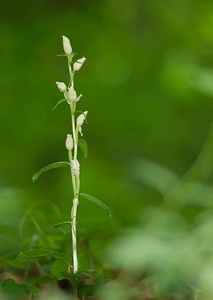 Cephalanthera damasonium (Orchidaceae)  - Céphalanthère à grandes fleurs, Céphalanthère pâle, Céphalanthère blanche, Elléborine blanche - White Helleborine Dinant [Belgique] 19/05/2007 - 230m