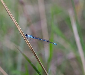 Coenagrion puella (Coenagrionidae)  - Agrion jouvencelle - Azure Damselfly Meuse [France] 07/05/2007 - 150mmale