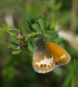 Coenonympha arcania Céphale,