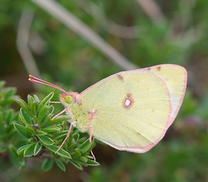 Colias alfacariensis (Pieridae)  - Fluoré - Berger's Clouded Yellow Meuse [France] 05/05/2007 - 280m