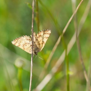 Ematurga atomaria (Geometridae)  - Phalène picotée - Common Heath Ardennes [France] 18/05/2007 - 160m