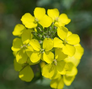 Erysimum cheiranthoides (Brassicaceae)  - Vélar fausse giroflée, Fausse giroflée - Treacle Mustard Meuse [France] 06/05/2007 - 370m