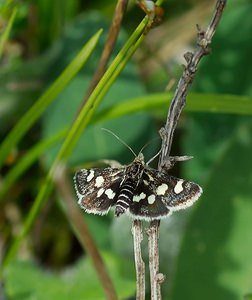 Eurrhypis pollinalis (Crambidae)  - Poudrée - White-spotted Black Meuse [France] 06/05/2007 - 340m