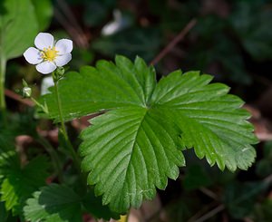 Fragaria vesca (Rosaceae)  - Fraisier sauvage, Fraisier des bois - Wild Strawberry Vosges [France] 06/05/2007 - 380m