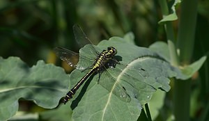 Gomphus vulgatissimus (Gomphidae)  - Gomphe vulgaire - Club-tailed Dragonfly Meuse [France] 06/05/2007 - 340mmale