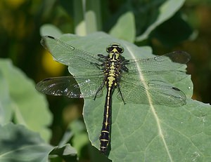 Gomphus vulgatissimus (Gomphidae)  - Gomphe vulgaire - Club-tailed Dragonfly Meuse [France] 06/05/2007 - 340mmale