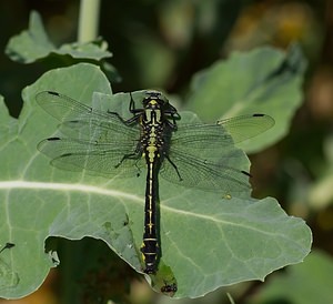 Gomphus vulgatissimus (Gomphidae)  - Gomphe vulgaire - Club-tailed Dragonfly Meuse [France] 06/05/2007 - 340mmale