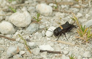 Gryllus campestris (Gryllidae)  - Grillon champêtre - Field Cricket Meuse [France] 05/05/2007 - 280m