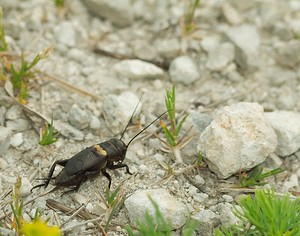 Gryllus campestris (Gryllidae)  - Grillon champêtre - Field Cricket Meuse [France] 05/05/2007 - 280m