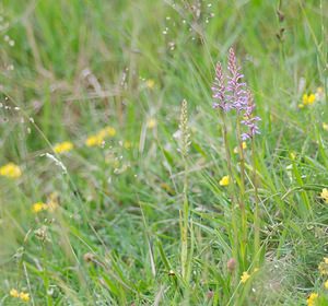 Gymnadenia conopsea (Orchidaceae)  - Gymnadénie moucheron, Orchis moucheron, Orchis moustique - Fragrant Orchid Somme [France] 26/05/2007 - 80m