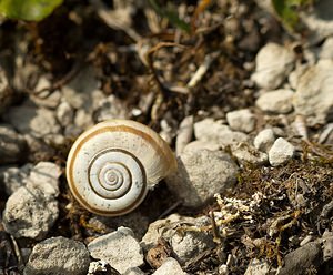 Helicella itala (Geomitridae)  - Hélicelle trompette, Hélicelle des bruyères, le grand-ruban - Heath Snail Meuse [France] 06/05/2007 - 370m