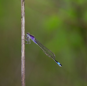 Ischnura elegans (Coenagrionidae)  - Agrion élégant - Blue-tailed Damselfly Meuse [France] 07/05/2007 - 150mfemelle immature 