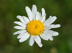 Leucanthemum vulgare (Asteraceae)  - Marguerite commune - Oxeye Daisy Ardennes [France] 18/05/2007 - 160m