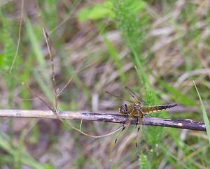 Libellula quadrimaculata (Libellulidae)  - Libellule quadrimaculée, Libellule à quatre taches - Four-spotted Chaser Meuse [France] 07/05/2007 - 150m