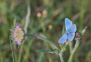 Lysandra bellargus (Lycaenidae)  - Bel-Argus, Azuré bleu céleste - Adonis Blue Vosges [France] 06/05/2007 - 380m