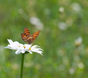 Melitaea parthenoides (Nymphalidae)  - Mélitée de la Lancéole, Mélitée des Scabieuses, Damier Parthénie Ardennes [France] 18/05/2007 - 160m