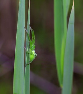 Micrommata virescens (Sparassidae)  - Micrommate émeraude - Green Spider Meuse [France] 07/05/2007 - 150m