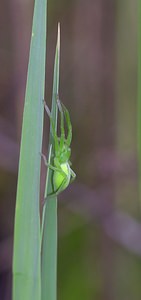 Micrommata virescens (Sparassidae)  - Micrommate émeraude - Green Spider Meuse [France] 07/05/2007 - 150m