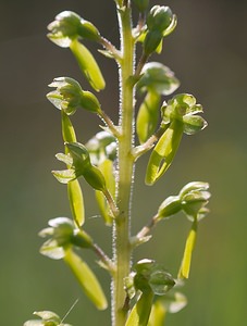 Neottia ovata (Orchidaceae)  - Néottie ovale, Grande Listère, Double-feuille, Listère à feuilles ovales, Listère ovale - Common Twayblade Ardennes [France] 18/05/2007 - 160m