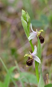 Ophrys x albertiana (Orchidaceae)  - Ophrys d'AlbertOphrys apifera x Ophrys fuciflora. Meuse [France] 07/05/2007 - 150m