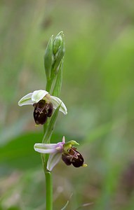 Ophrys x albertiana Ophrys d'Albert