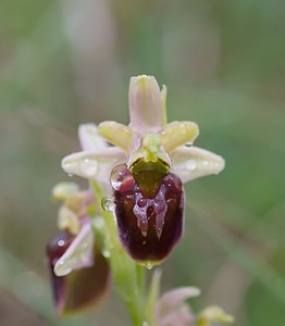 Ophrys x obscura (Orchidaceae)  - Ophrys obscurOphrys fuciflora x Ophrys sphegodes. Seine-et-Marne [France] 08/05/2007 - 130m