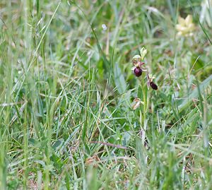 Ophrys x obscura (Orchidaceae)  - Ophrys obscurOphrys fuciflora x Ophrys sphegodes. Seine-et-Marne [France] 08/05/2007 - 140m