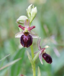 Ophrys x obscura (Orchidaceae)  - Ophrys obscurOphrys fuciflora x Ophrys sphegodes. Seine-et-Marne [France] 08/05/2007 - 130m