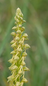 Orchis anthropophora (Orchidaceae)  - Acéras homme-pendu - Man Orchid Meuse [France] 05/05/2007 - 280m