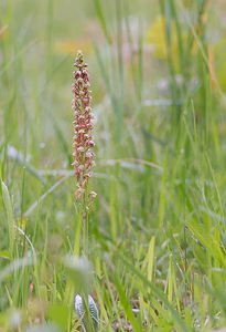 Orchis anthropophora (Orchidaceae)  - Acéras homme-pendu - Man Orchid Ardennes [France] 17/05/2007 - 140m