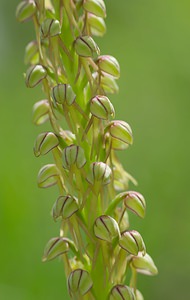 Orchis anthropophora (Orchidaceae)  - Acéras homme-pendu - Man Orchid Ardennes [France] 18/05/2007 - 90m