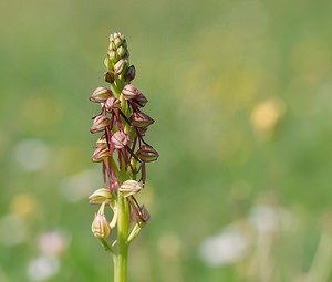 Orchis anthropophora (Orchidaceae)  - Acéras homme-pendu - Man Orchid Ardennes [France] 18/05/2007 - 160m