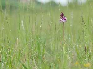 Orchis purpurea (Orchidaceae)  - Orchis pourpre, Grivollée, Orchis casque, Orchis brun - Lady Orchid Seine-et-Marne [France] 08/05/2007 - 140m