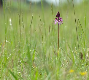 Orchis purpurea (Orchidaceae)  - Orchis pourpre, Grivollée, Orchis casque, Orchis brun - Lady Orchid Seine-et-Marne [France] 08/05/2007 - 130m