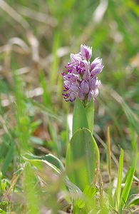 Orchis x beyrichii (Orchidaceae)  - Orchis de BeyrichOrchis militaris x Orchis simia. Marne [France] 08/05/2007 - 130m