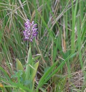 Orchis x beyrichii (Orchidaceae)  - Orchis de BeyrichOrchis militaris x Orchis simia. Marne [France] 08/05/2007 - 130m