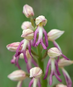 Orchis x spuria (Orchidaceae)  - Orchis bâtardOrchis anthropophora x Orchis militaris. Meuse [France] 05/05/2007 - 280m